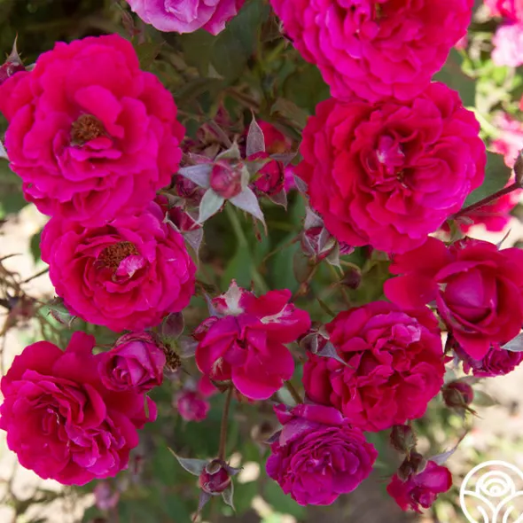 Heirloom Roses Bright Melody Clearance