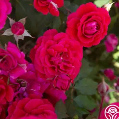 Heirloom Roses Bright Melody Clearance