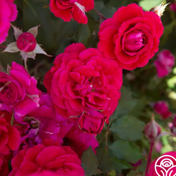 Heirloom Roses Bright Melody Clearance