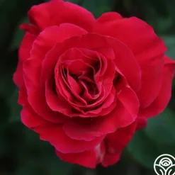 Heirloom Roses Bright Melody Clearance