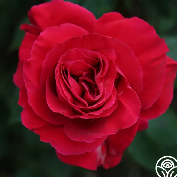 Heirloom Roses Bright Melody Clearance
