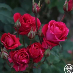 Heirloom Roses Bright Melody Clearance