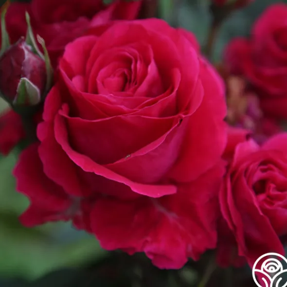 Heirloom Roses Bright Melody Clearance