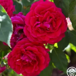Heirloom Roses Bright Melody Clearance