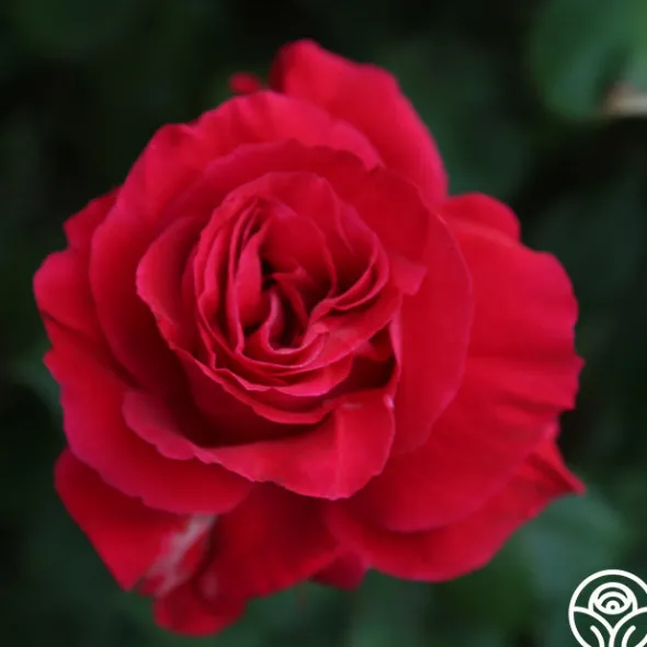Heirloom Roses Bright Melody Clearance
