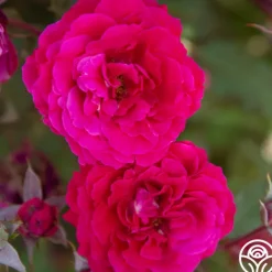 Heirloom Roses Bright Melody Clearance