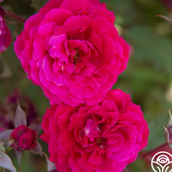 Heirloom Roses Bright Melody Clearance