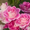 Heirloom Roses Brilliant Pink Iceberg