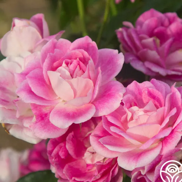 Heirloom Roses Brilliant Pink Iceberg