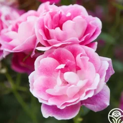 Heirloom Roses Brilliant Pink Iceberg