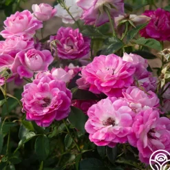 Heirloom Roses Brilliant Pink Iceberg
