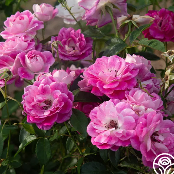 Heirloom Roses Brilliant Pink Iceberg