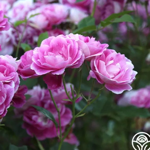 Heirloom Roses Brilliant Pink Iceberg