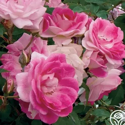 Heirloom Roses Brilliant Pink Iceberg