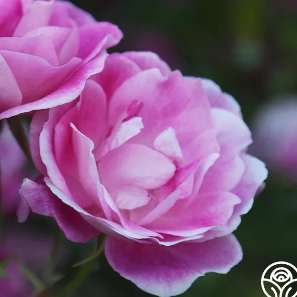 Heirloom Roses Brilliant Pink Iceberg