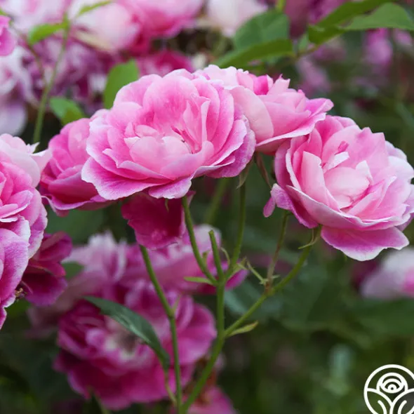 Heirloom Roses Brilliant Pink Iceberg