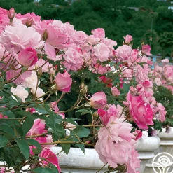Heirloom Roses Brilliant Pink Iceberg