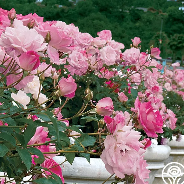 Heirloom Roses Brilliant Pink Iceberg