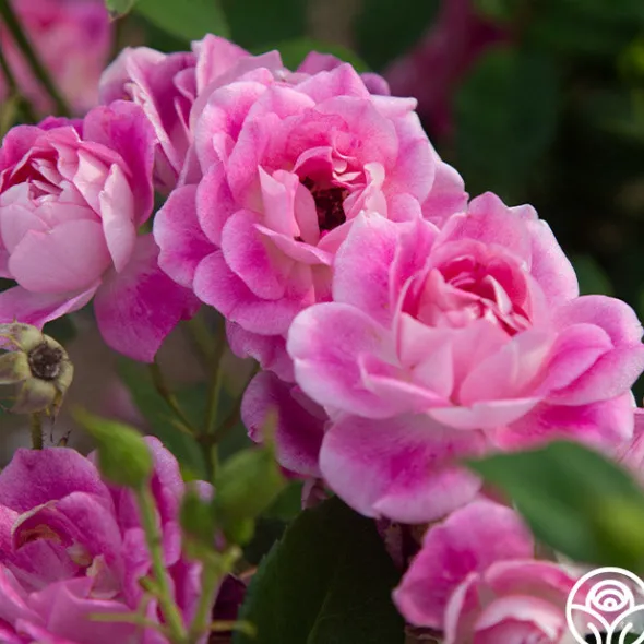 Heirloom Roses Brilliant Pink Iceberg