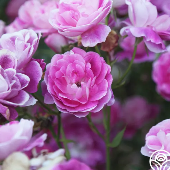 Heirloom Roses Brilliant Pink Iceberg