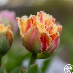 Heirloom Roses Brisbane Sale