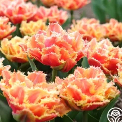 Heirloom Roses Brisbane Sale