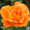 Heirloom Roses Bronze Star™ Outlet