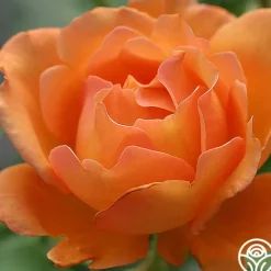 Heirloom Roses Bronze Star™ Outlet