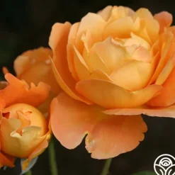 Heirloom Roses Bronze Star™ Outlet