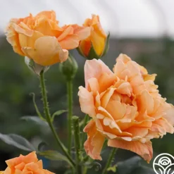 Heirloom Roses Bronze Star™ Outlet