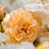 Heirloom Roses Buff Beauty Hot