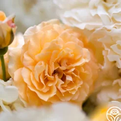 Heirloom Roses Buff Beauty Hot