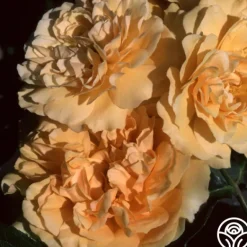 Heirloom Roses Buff Beauty Hot