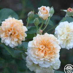 Heirloom Roses Buff Beauty Hot