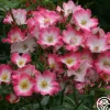 Heirloom Roses Bukavu Hot