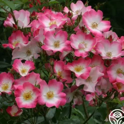 Heirloom Roses Bukavu Hot