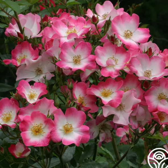 Heirloom Roses Bukavu Hot