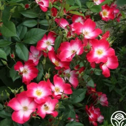Heirloom Roses Bukavu Hot