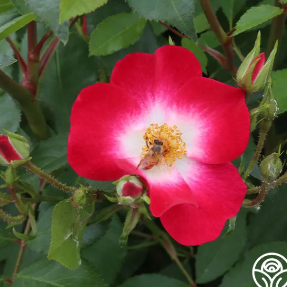 Heirloom Roses Bukavu Hot
