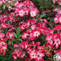 Heirloom Roses Bukavu Hot