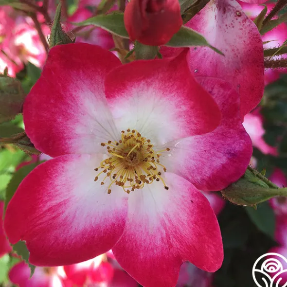 Heirloom Roses Bukavu Hot