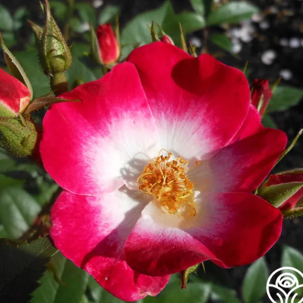 Heirloom Roses Bukavu Hot