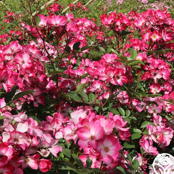 Heirloom Roses Bukavu Hot