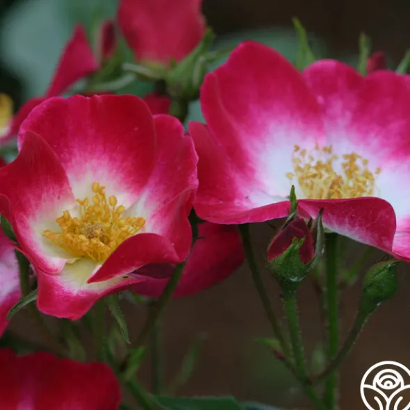 Heirloom Roses Bukavu Hot