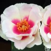 Heirloom Roses Bull's Eye™ New
