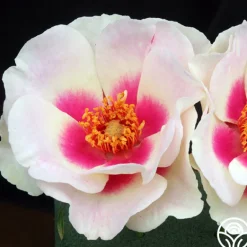 Heirloom Roses Bull's Eye™ New