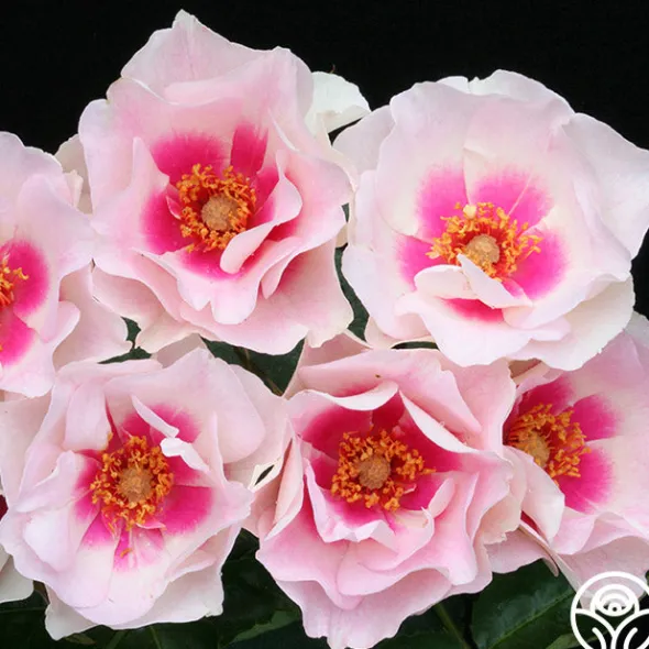 Heirloom Roses Bull's Eye™ New