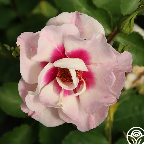 Heirloom Roses Bull's Eye™ New