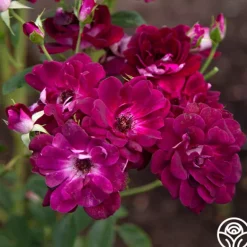 Heirloom Roses Burgundy Iceberg™ Best