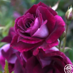 Heirloom Roses Burgundy Iceberg™ Best